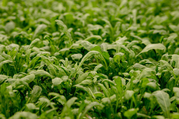 Fresh arugula leaves, close up. Lettuce salad plant, hydroponic vegetable leaves. Organic food ,agriculture and hydroponic conccept.