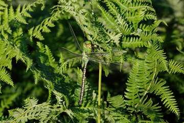 An Emperor dragonfly resting on Bracken.