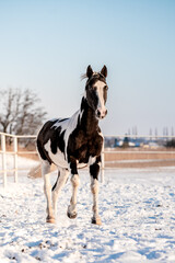 Beautiful stunning pinto horse on snow.