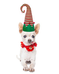 cute chihuahua in a santa or elf hat on an isolated white background