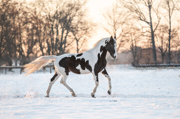 Fototapeta na wymiar Beautiful stunning pinto horse on snow.
