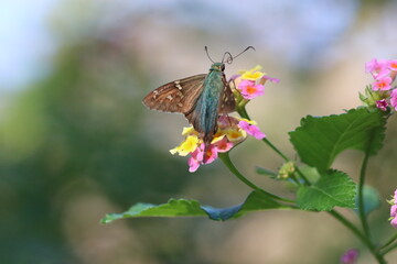 Long Tailed Skipper Butterfly on a Flower
