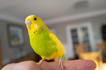 Portrait of a green and yellow budgerigar parakeet sitting on a finger lit by window light.