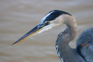 Great Blue Heron Close-Up 