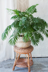 Areca palm in wicker basket