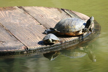 Obraz premium Turtles Sunning Themselves