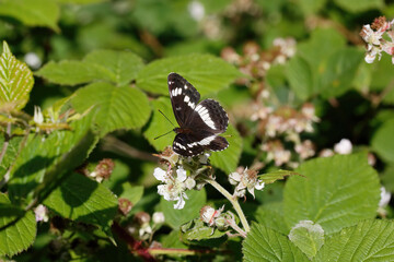 A White Admiral Butterfly nectaring on Bramble flower. © Gary