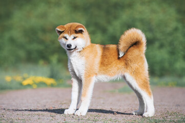 Akita Inu puppy conformation. Red furry dog on a green background