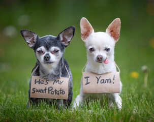 Two cute chihuahuas wearing signs written on toilet paper rolls in green grass