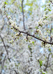 Blooming tree with white flowers in soft focus. Spring concept background with flowering white tree. Vertical
