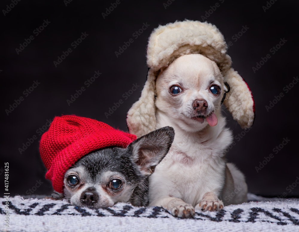 Wall mural cute chihuahuas studio shot on an isolated background