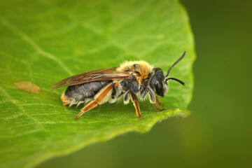 Closeup shot of a female Early Mining Bee, Andrena haemorrhoa on a green lea