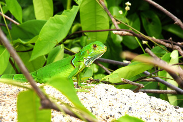 Iguana verde
