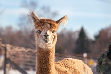 sweet headshot of alpaca with blue sky background.  