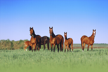 Fototapeta na wymiar A herd of young horses are beautiful on a sunny meadow with tall grass. Horses grazing on a neutral background scenery