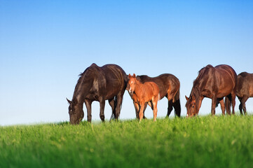 Herd of horses on a background of blue sky. Brown mare and foal graze in the green field.