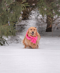 golden retriever playing in the snow, running and kicking up snow. Evergreen trees in background, dog wearing pink scarf. 