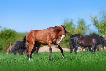 Beautiful young brown horse jumping, playing in a field on a background of nature and other horses