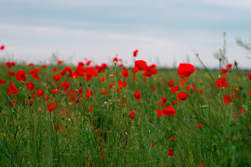 wild poppy flowers. large poppy field, beautiful flowers