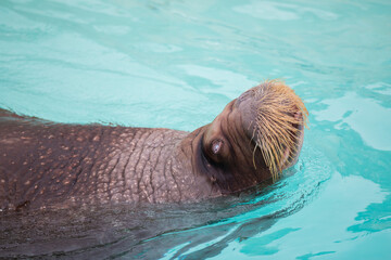 Fototapeta premium Huge walrus (Odobenus rosmarus) swimming