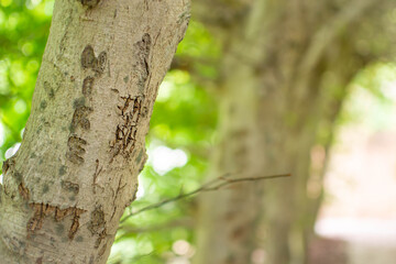 Name carvings on a tree