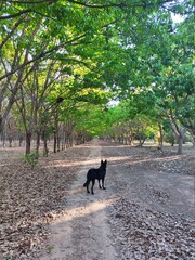 dog walking in the park