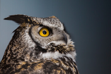 great horned owl (Bubo virginianus) portrait