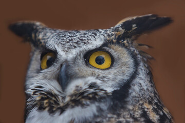 Fototapeta premium great horned owl (Bubo virginianus) portrait