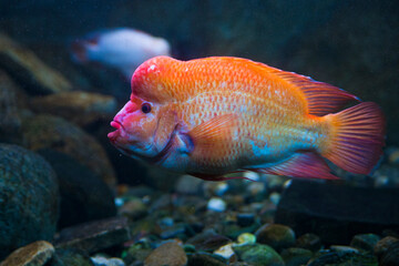 Red devil cichlid (Amphilophus labiatus)