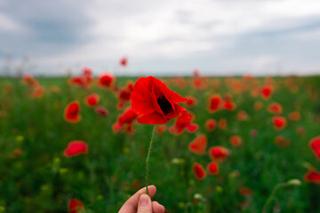 Woman with red poppy flower in field at sunset, closeup. Space for text