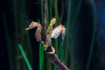 Hippocampus whitei, commonly known as White's seahorse © Mircea Costina