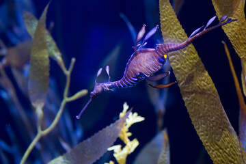 common seadragon or weedy seadragon (Phyllopteryx taeniolatus) © Mircea Costina