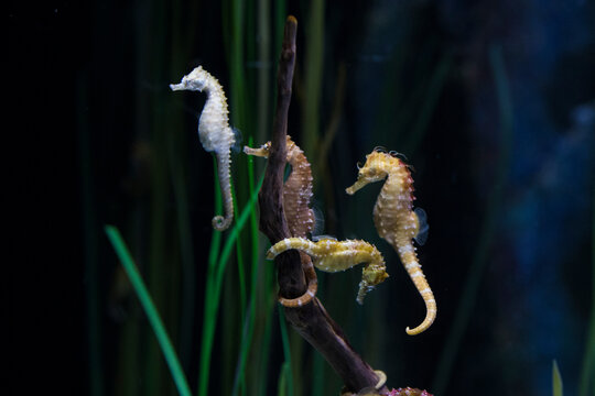 Hippocampus whitei, commonly known as White's seahorse