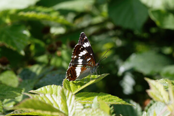 A White Admiral Butterfly basking on Bramble leaves.