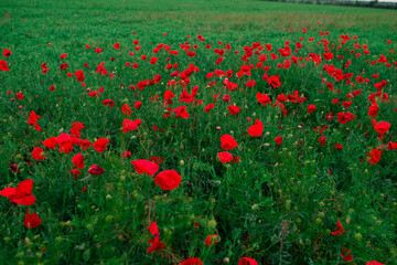 wild poppy flowers. large poppy field, beautiful flowers