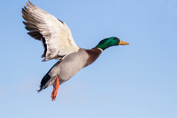 Mallards in flight in Canadian winter