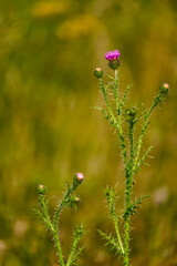 Purple thistle flower in nature.