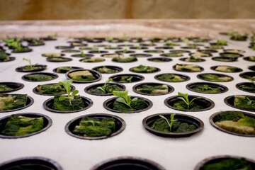 Germination salad on rockwool for hydroponic. Preparing for the cultivation of plants in the...