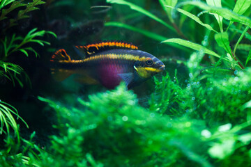  dwarf cichlid, kribensis