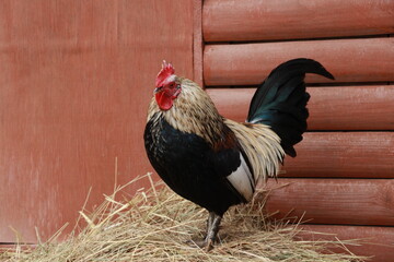 rooster in the farm