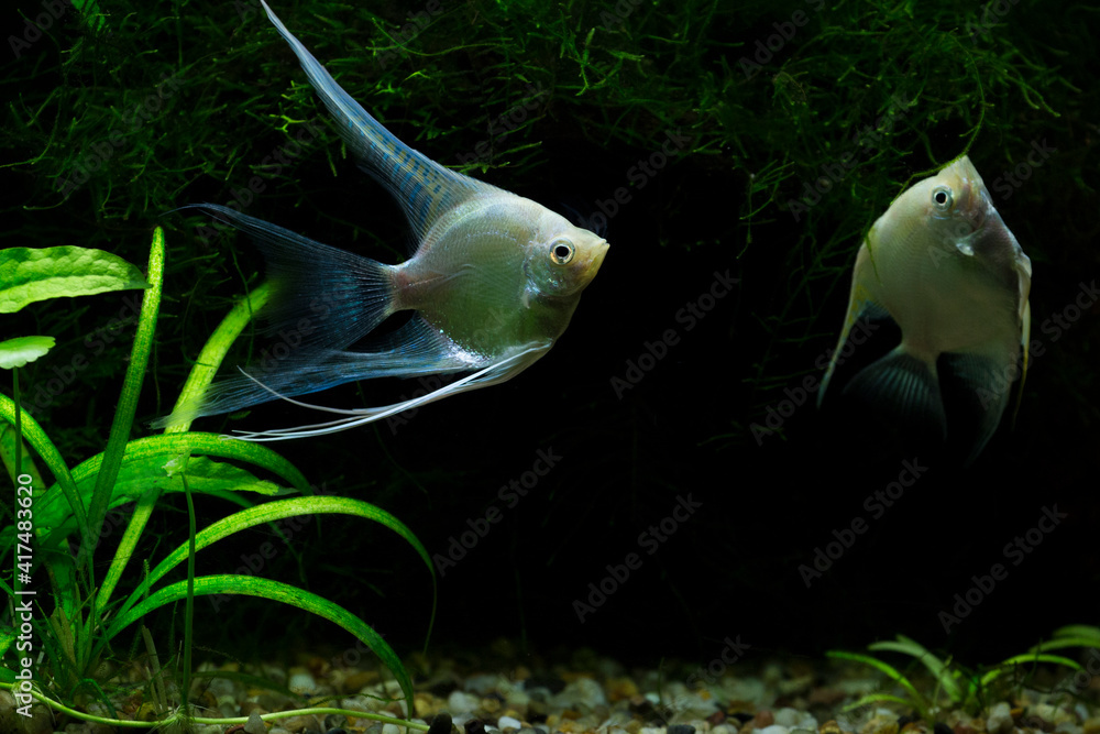 Poster Fresh water planted aquarium with silver platinum angelfish	