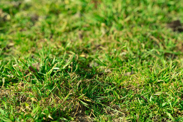 Spring or summer fresh grass in sun light with soft selective focus. Bright green grass. Agricultural landscape in the spring time. Bokeh blurred background. Natural close-up of lawn. 