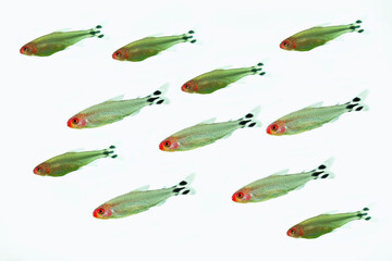 Rummy Nose Tetra on white background 