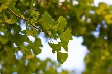Close-up on Ginkgo Biloba tree. Ginkgo leaf macro. Fresh spring green background. Bright leaves on a sky background. Healing plant, alternative medicine