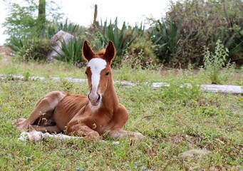 Naklejka na ściany i meble Young Foal sitting on the ground. 
