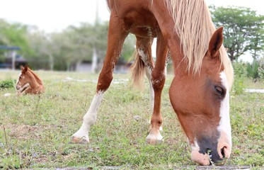 Beautiful mare eating grass, with her foal sitting in the background.
