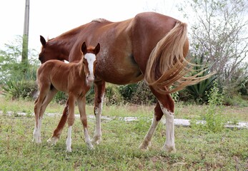 Chestnut Mare and foal. Young foal with his mother.
