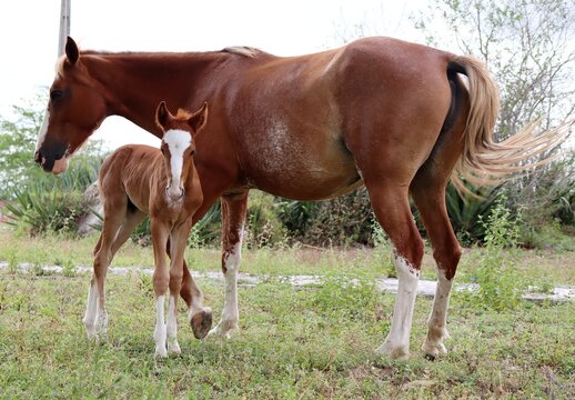 Chestnut Mare and foal. Young foal with his mother.
