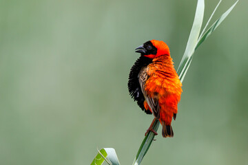Southern red bishop or red bishop (Euplectes orix) in breeding plumage is sitting on a reed stalk 
 in a lake the the town of Mkuze in South Africa