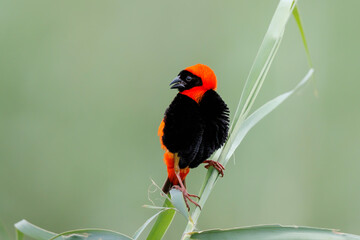 Southern red bishop or red bishop (Euplectes orix) in breeding plumage is sitting on a reed stalk 
 in a lake the the town of Mkuze in South Africa